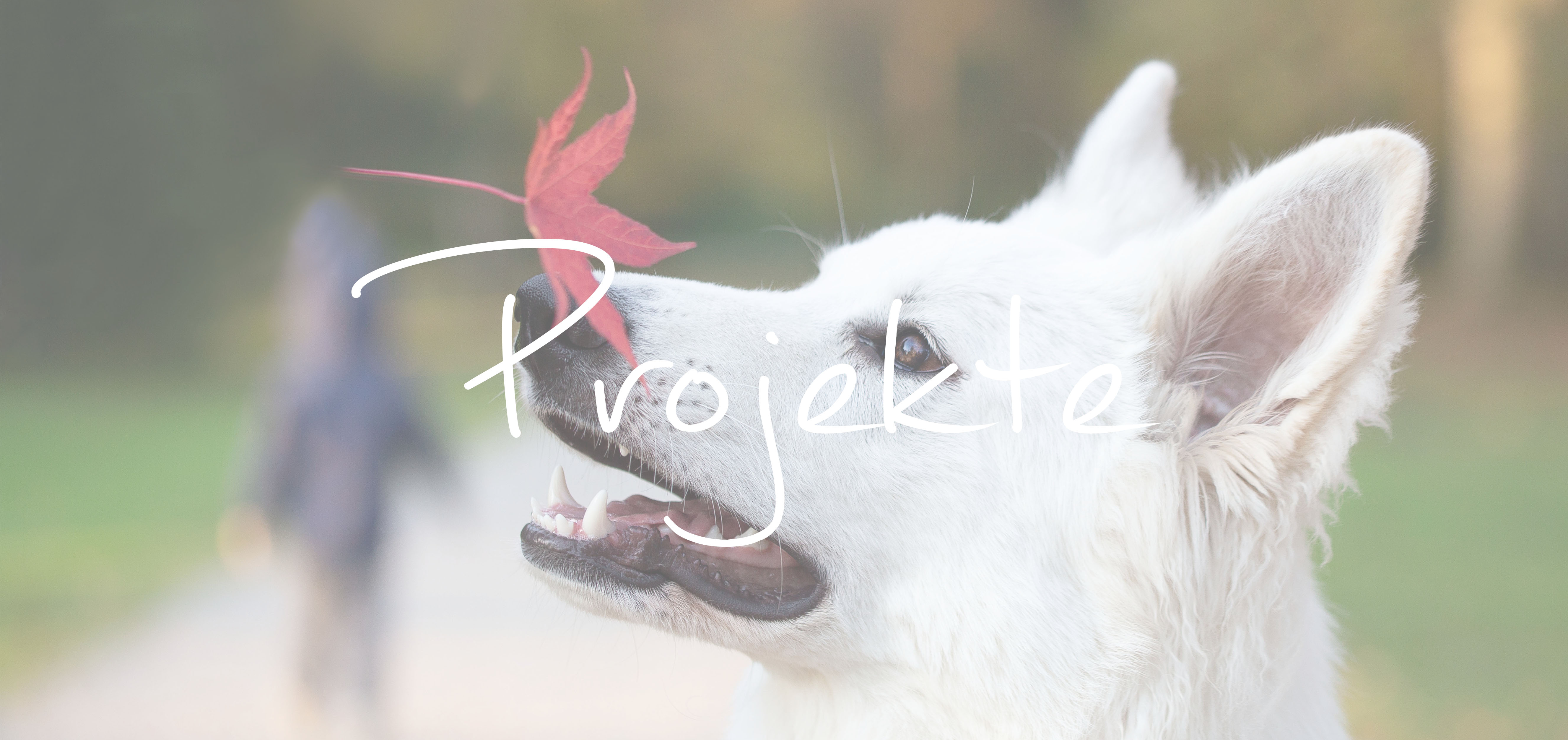 Projekt